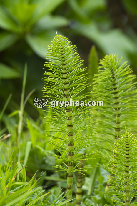 Grande Prêle - jeunes axes chlorophylliens (Equisetum telmateia)  - gryphea.com